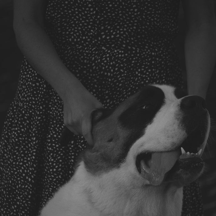 Ashley and Co Awoof Wash Dog Shampoo - lifestyle image 2